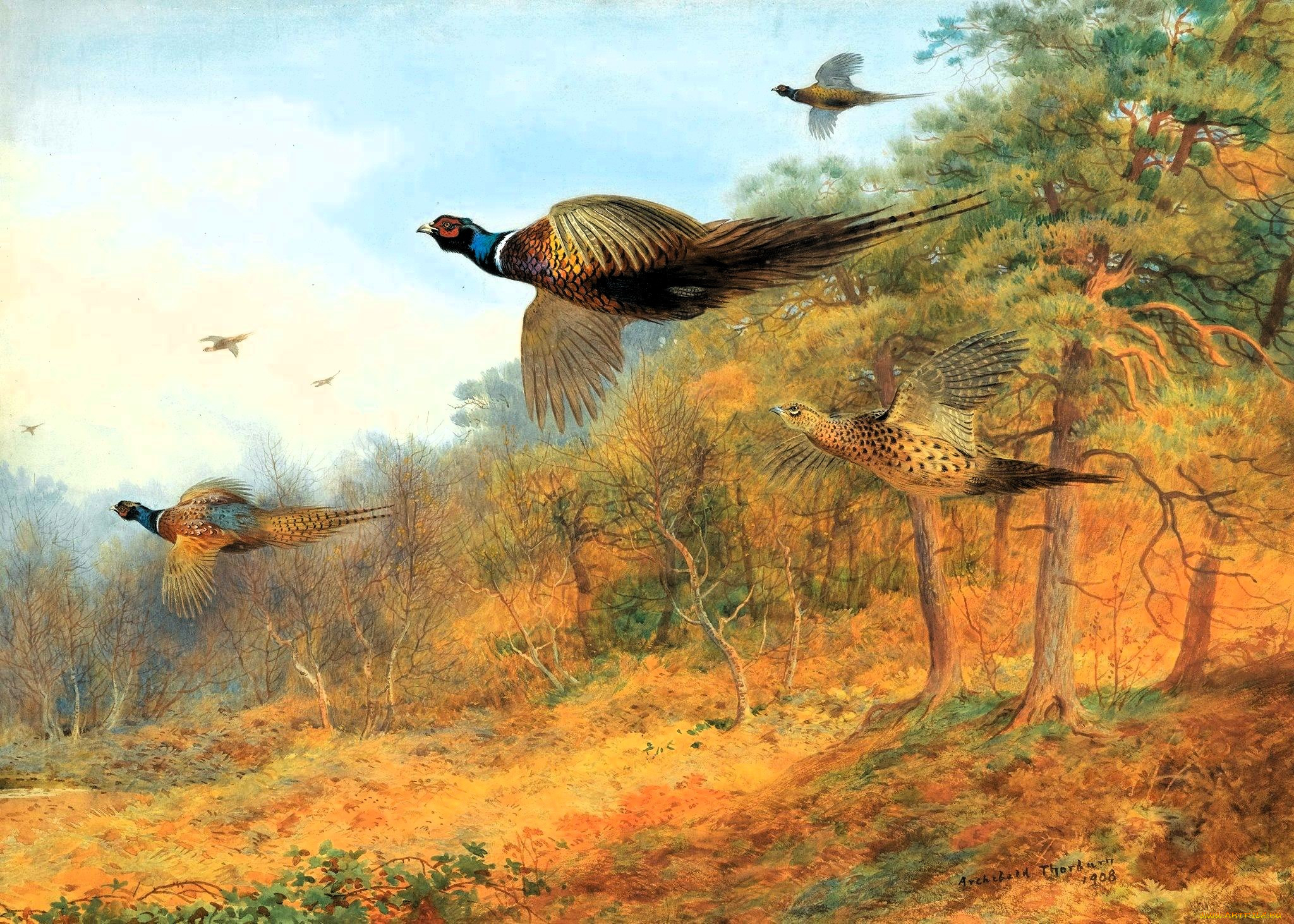 , archibald thorburn, , , , , 